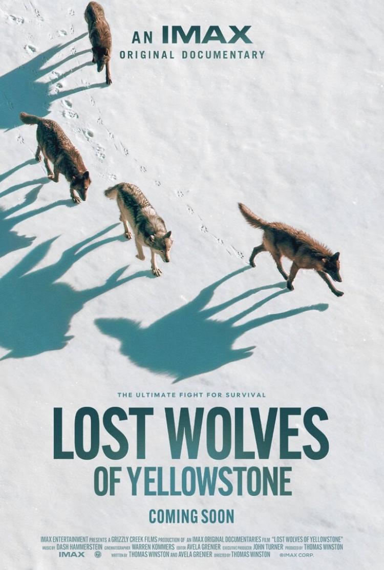 Poster of Lost Wolves of Yellowstone