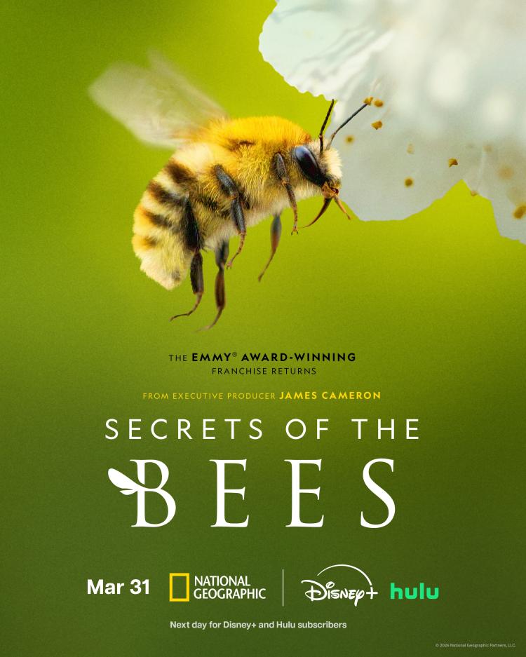 Official poster for Secrets of the Bees